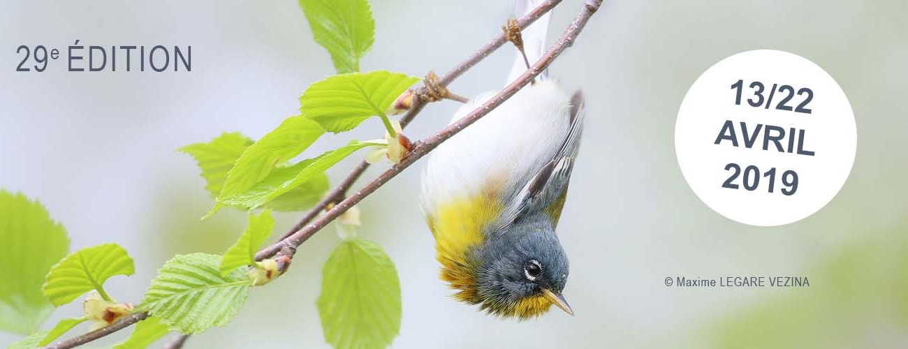 29e édition du Festival de l’Oiseau et de la Nature en Baie de Somme 13 au 22 avril 2019